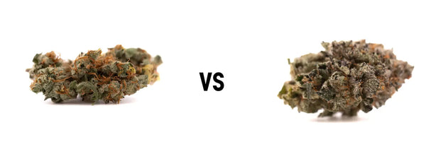 GMO Kush vs GAS THCA Flower Review: