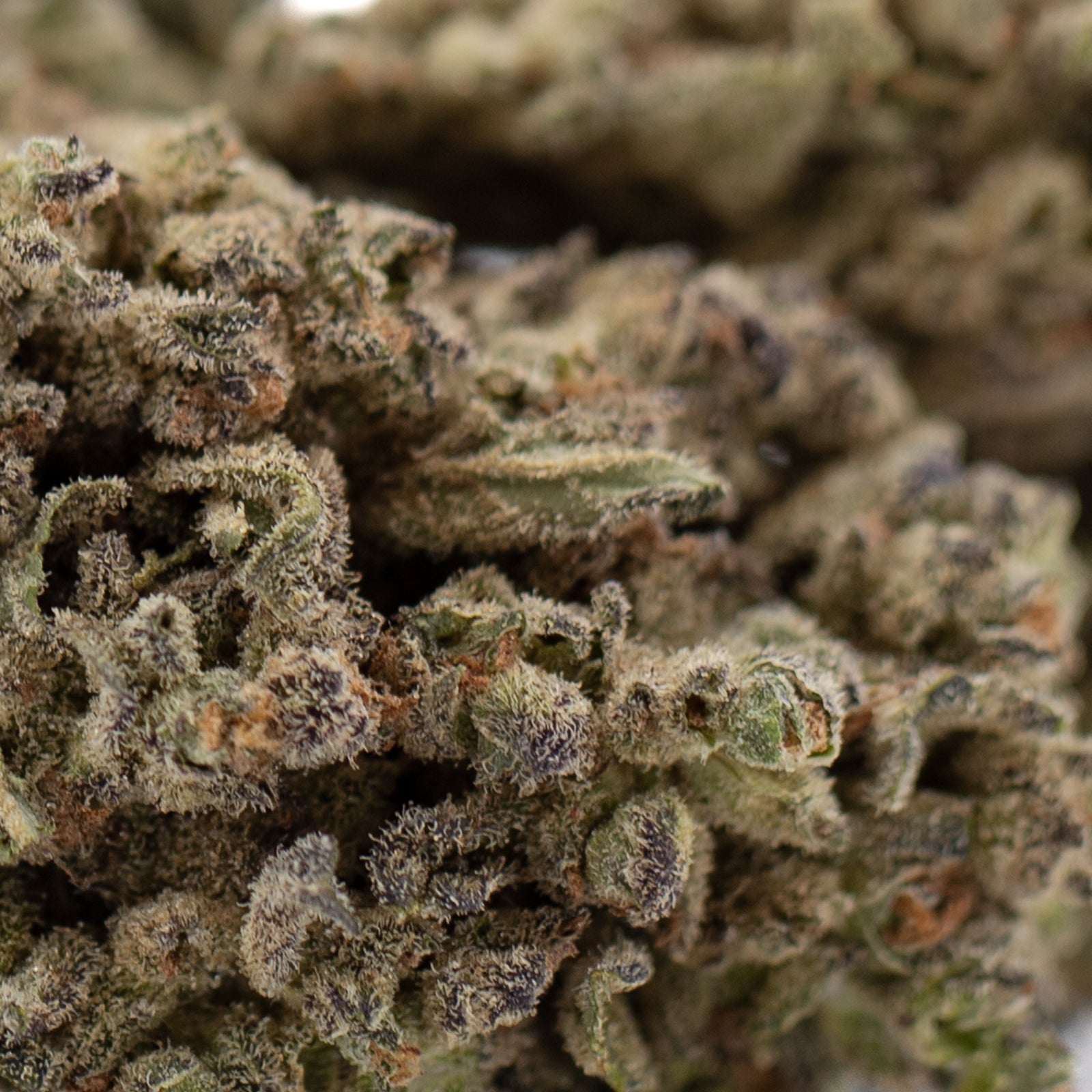 Premium Mendo Breath THCa hemp flower bud with dense trichomes