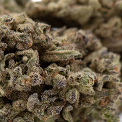 Premium Mendo Breath THCa hemp flower bud with dense trichomes