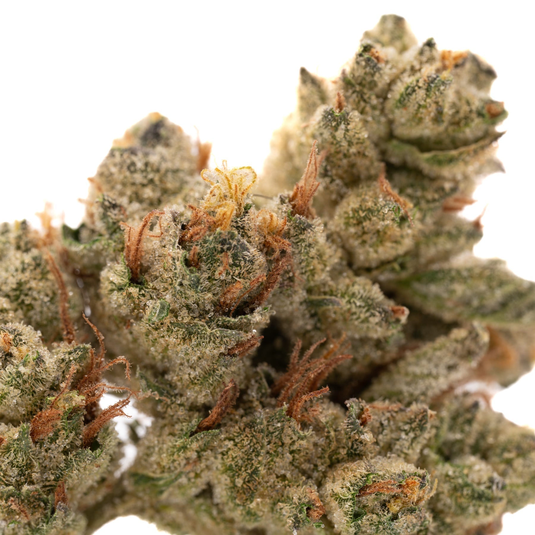 Nascar Indoor THCa Flower - Plants