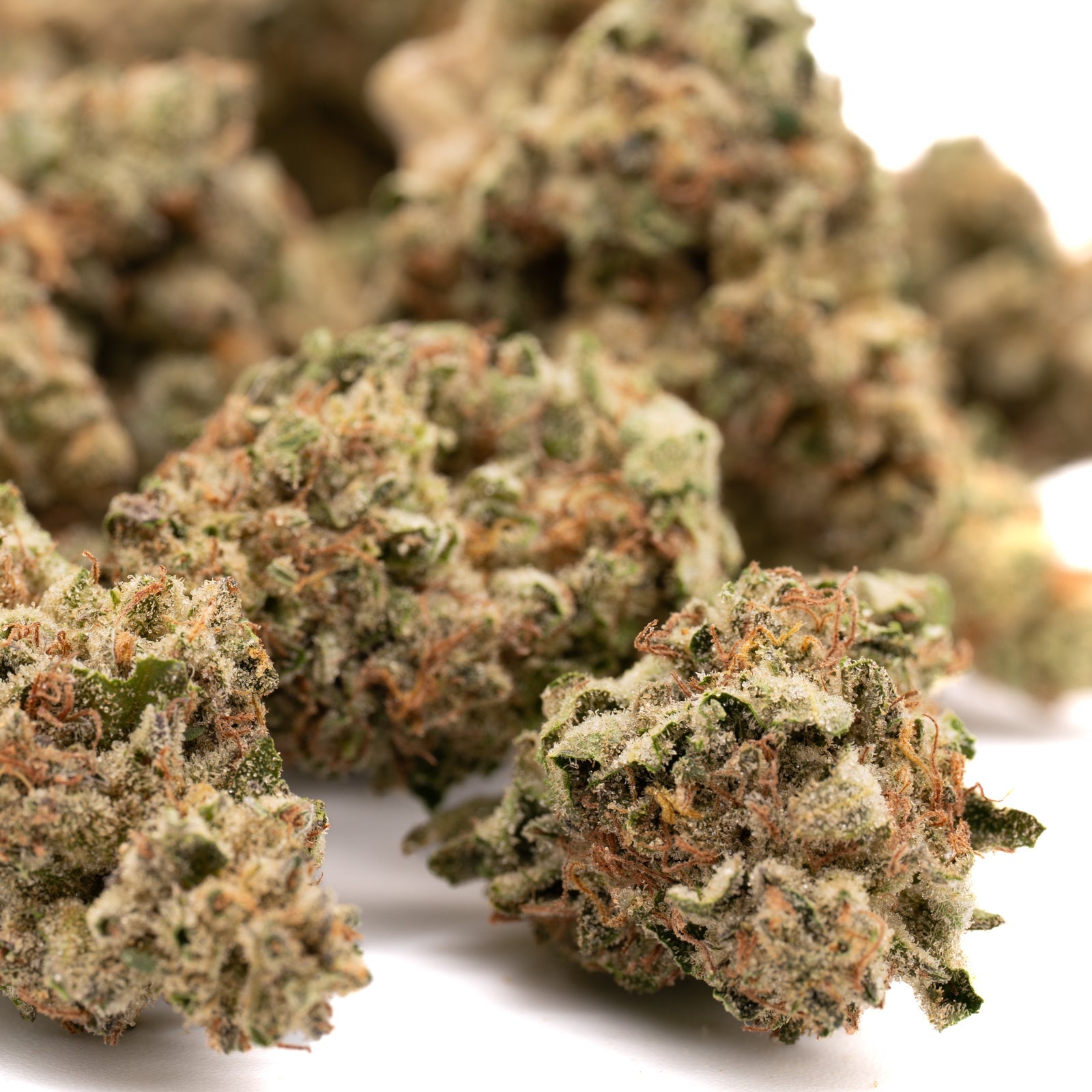 Nascar THCa Hemp Flower Greenhouse Wholesale - Plants