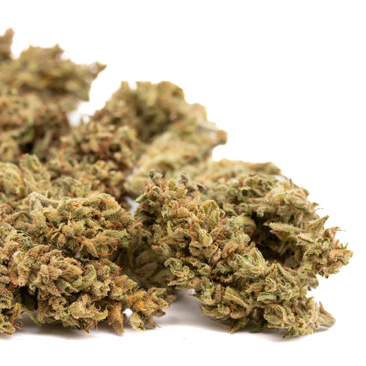 Pivot CBD Hemp Flower - Plants