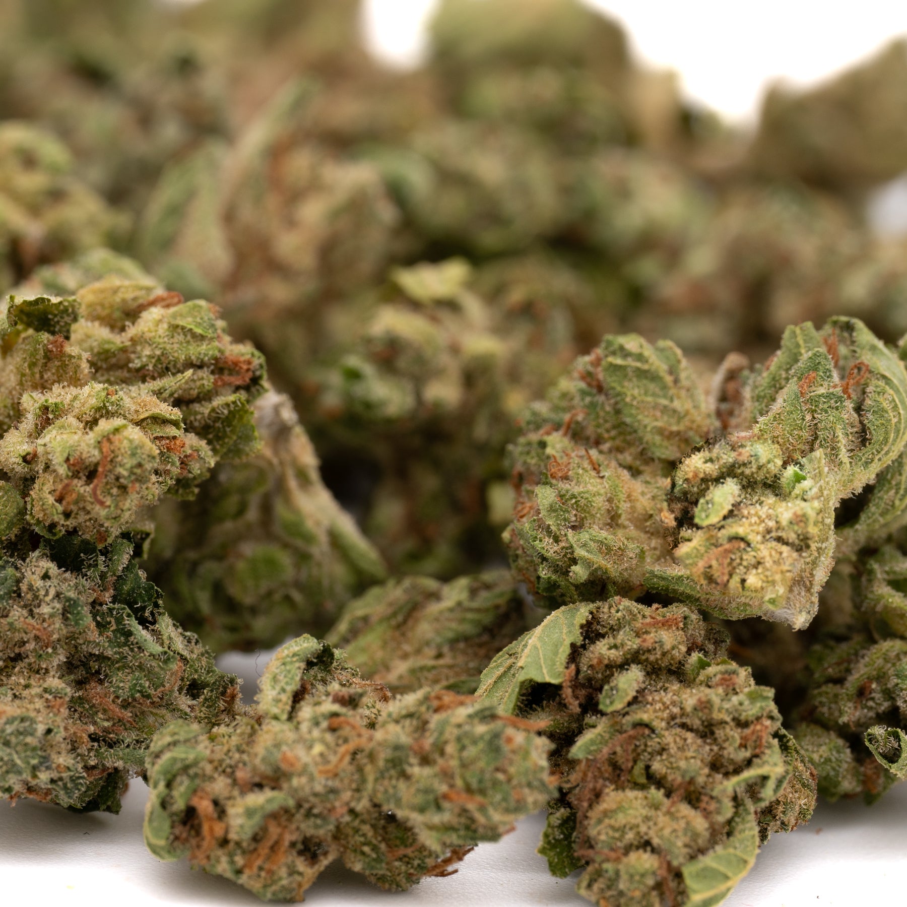 Pivot CBD Hemp Flower Smalls - Plants