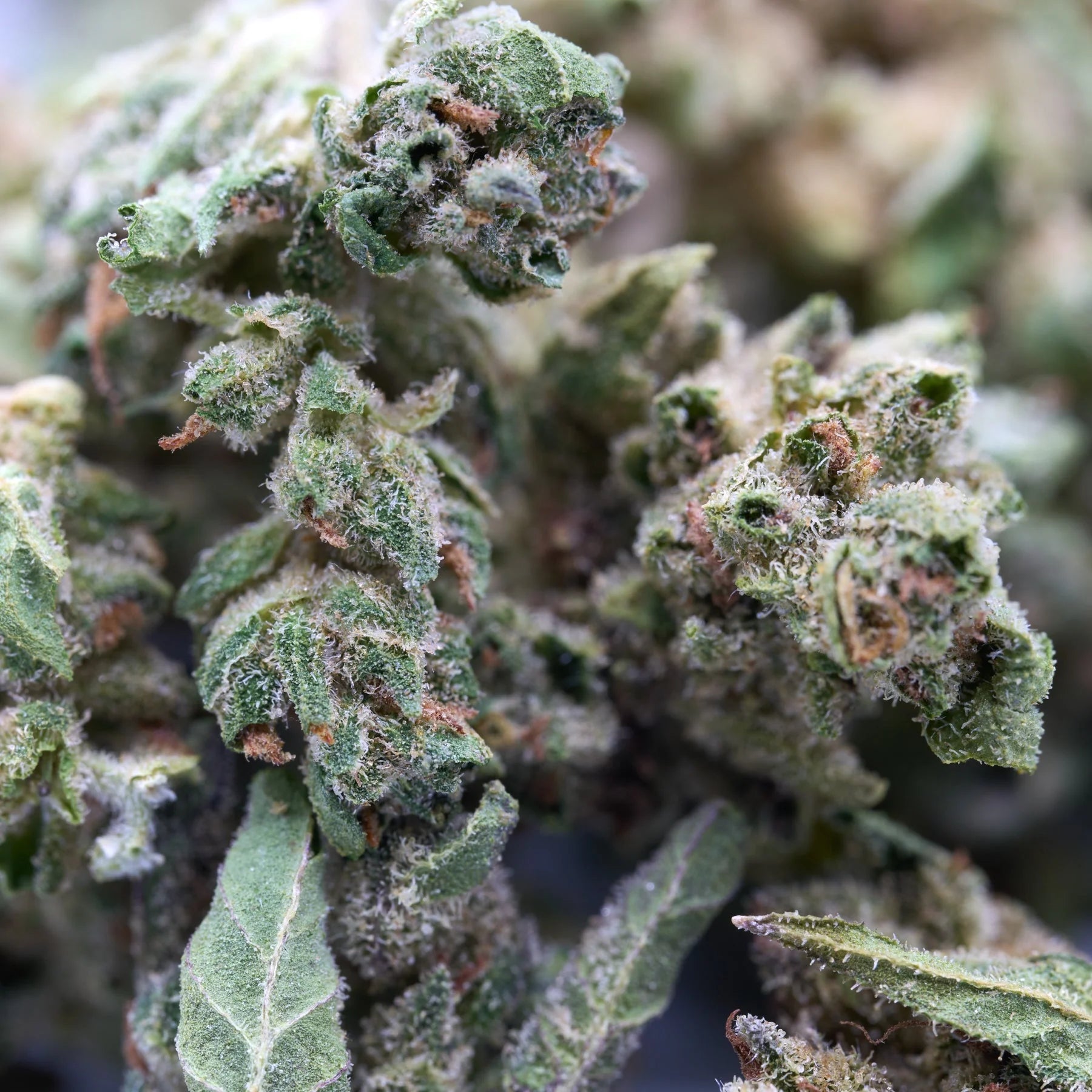 What is THCA Greenhouse Flower? Complete Beginner’s Guide 2025