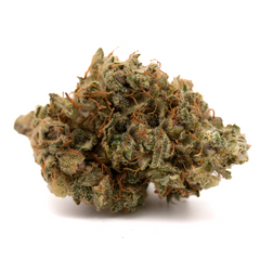 Dense Sour Brûlée CBD hemp flower full-term with resinous buds and prominent orange pistils