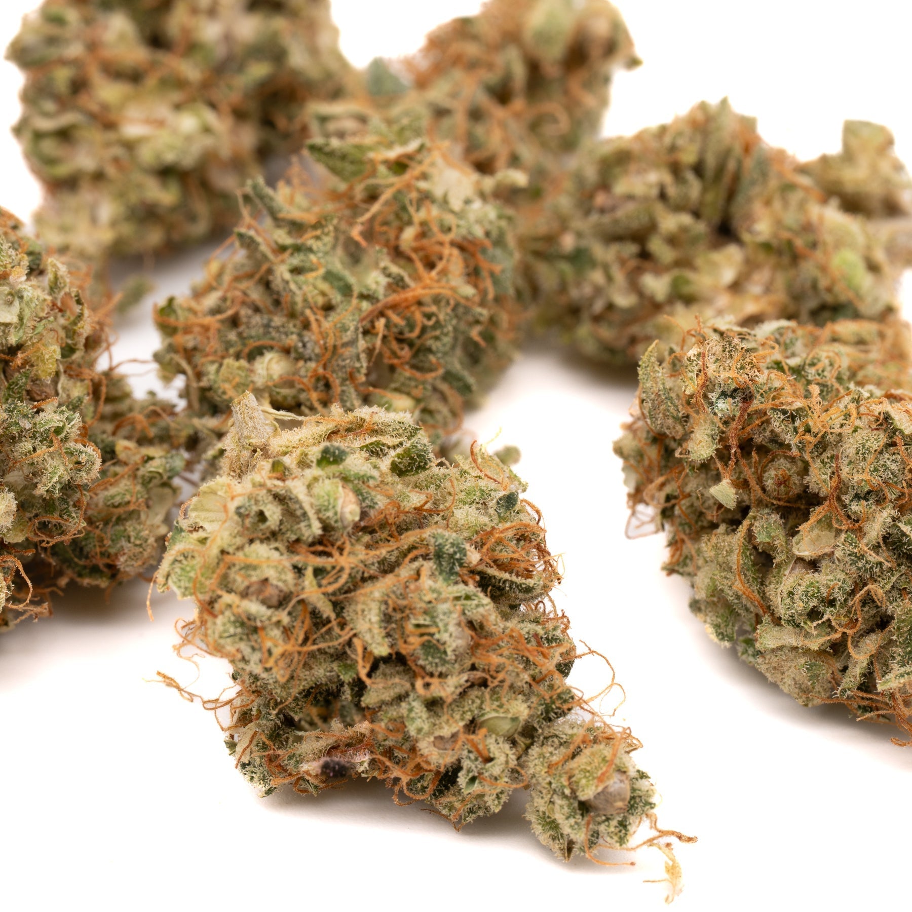 Dried Sour Brûlée CBD hemp flower full-term with orange hairs and visible trichomes